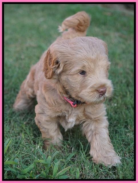 Ivory Harbins pups 5 weeks old 71