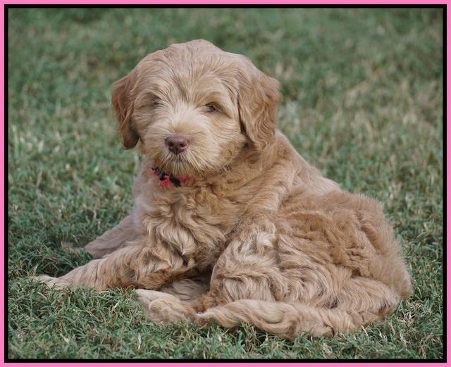 Ivory Harbins pups 7 weeks old 41