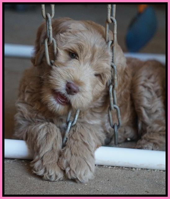 Ivory Harbins pups 7 weeks old 51