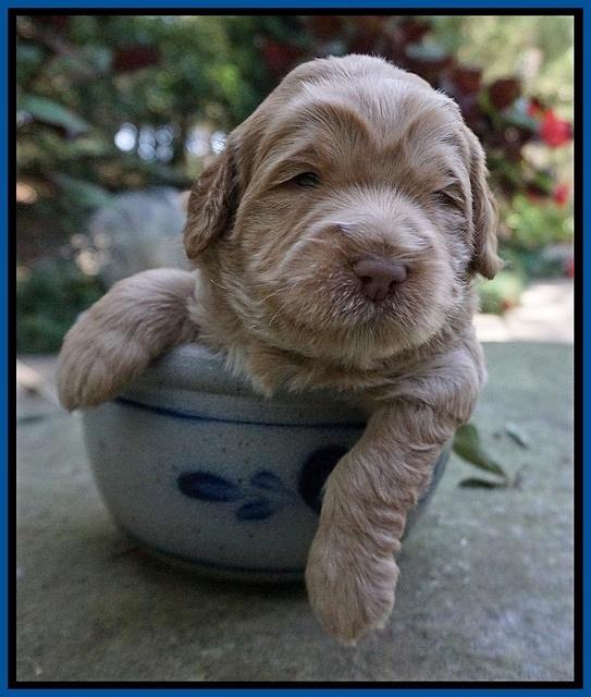 Ivory Harbins 3 wks old 41