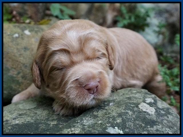Ivory Harbins pups 2 wks old 31