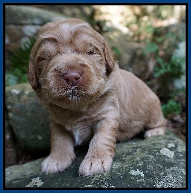 Ivory Harbins pups 2 wks old 41