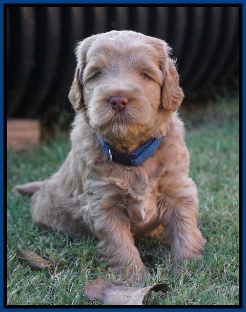 Ivory Harbins pups 5 weeks old 121
