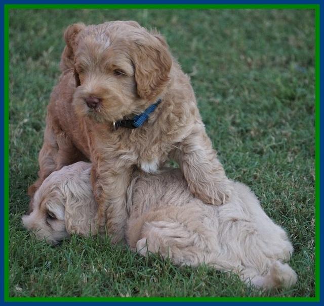 Ivory Harbins pups 6 wks old 2100