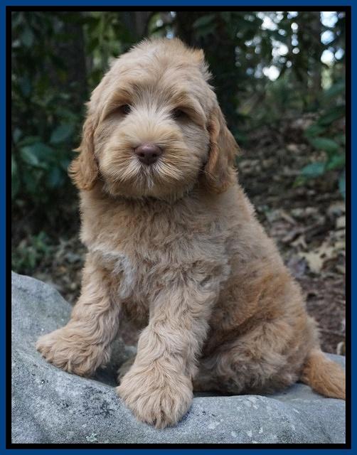 Ivory Harbins pups 8 wks old 81
