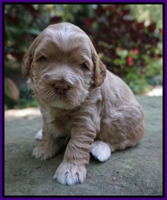 Ivory Harbins 3 wks old 81