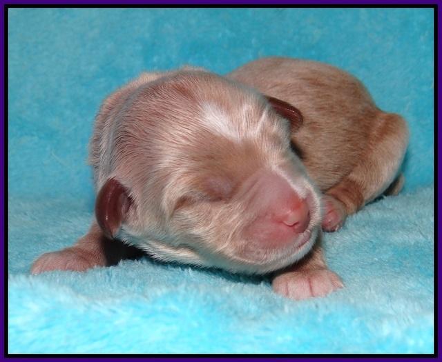 Ivory Harbins newborn 101