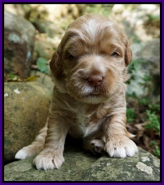 Ivory Harbins pups 2 wks old 51