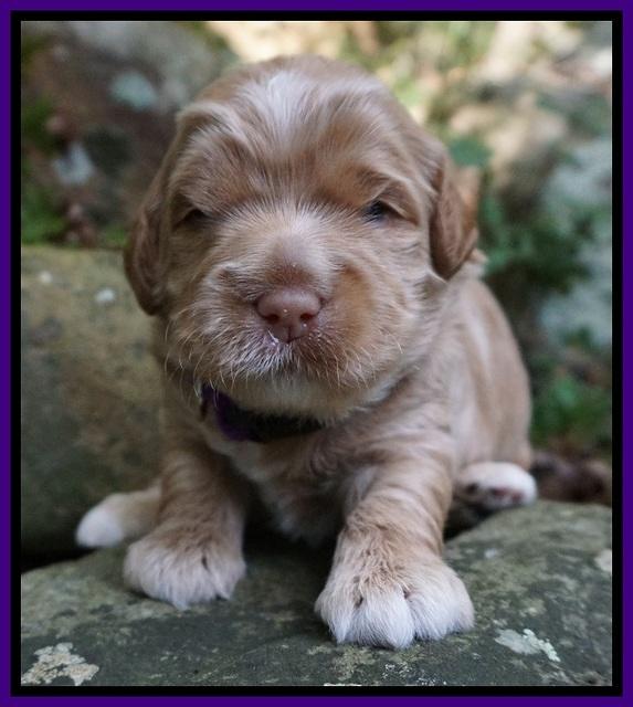 Ivory Harbins pups 2 wks old 61