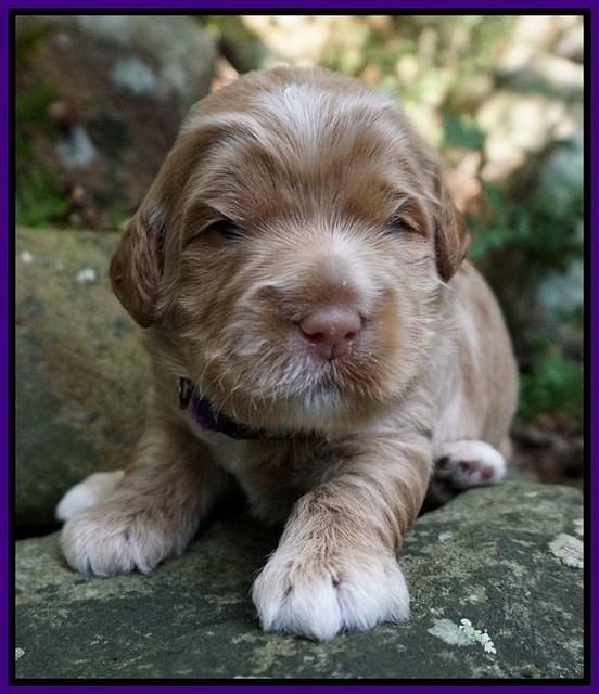 Ivory Harbins pups 2 wks old 71