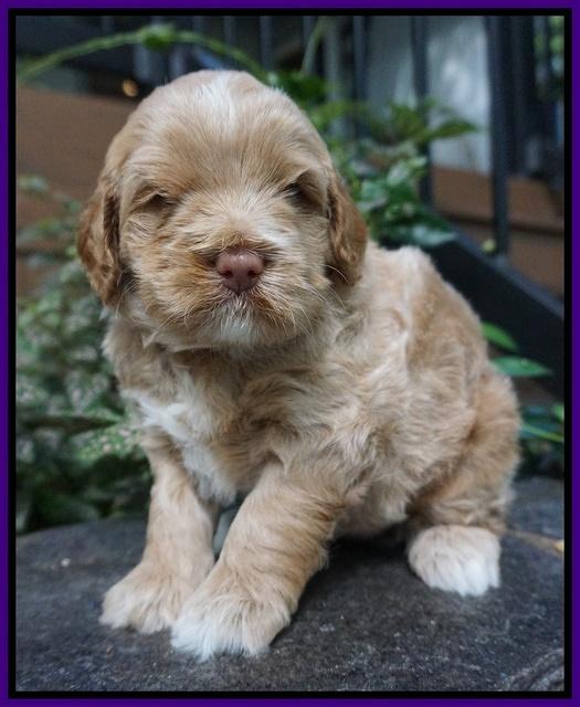 Ivory Harbins pups 4 wks old 91