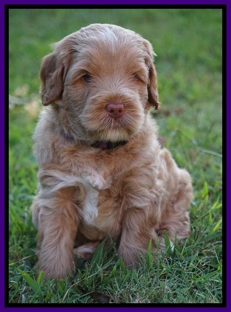 Ivory Harbins pups 5 weeks old 211