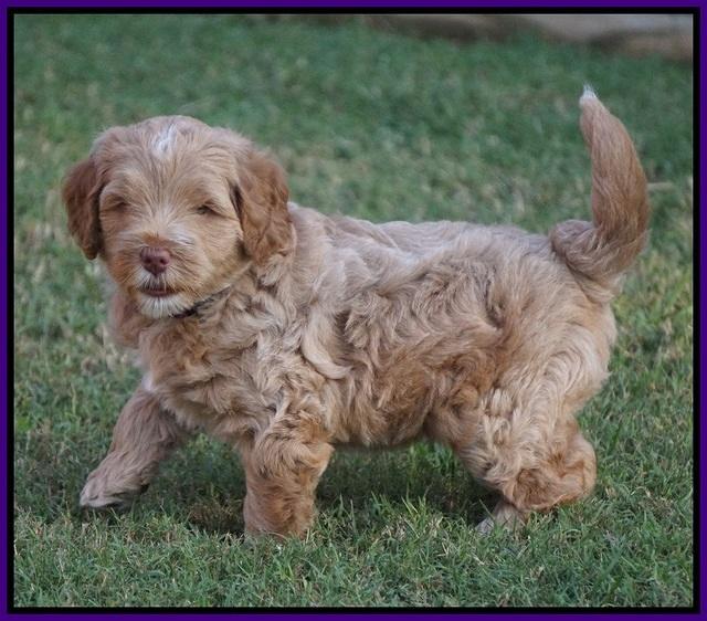 Ivory Harbins pups 6 wks old 13100