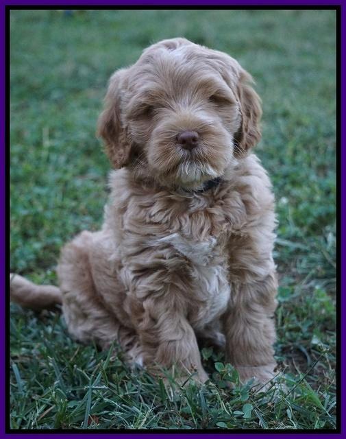 Ivory Harbins pups 7 weeks old 121