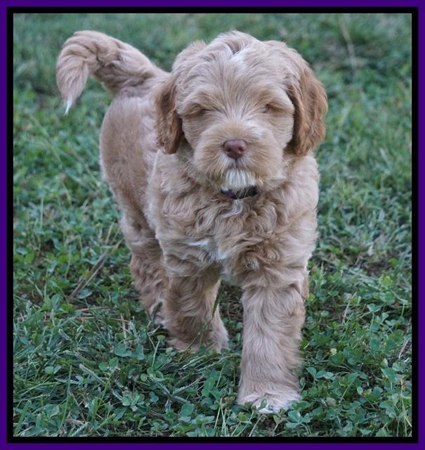 Ivory Harbins pups 7 weeks old 81