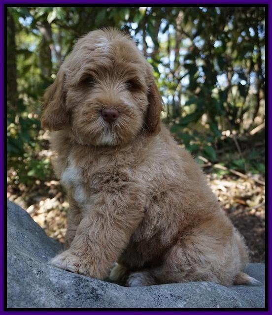 Ivory Harbins pups 8 wks old 111
