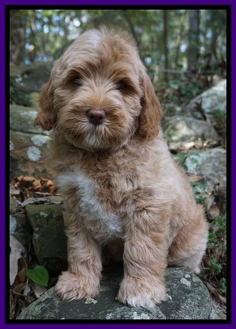 Ivory Harbins pups 8 wks old 131