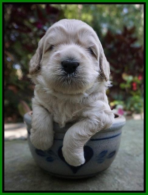 Ivory Harbins 3 wks old 101