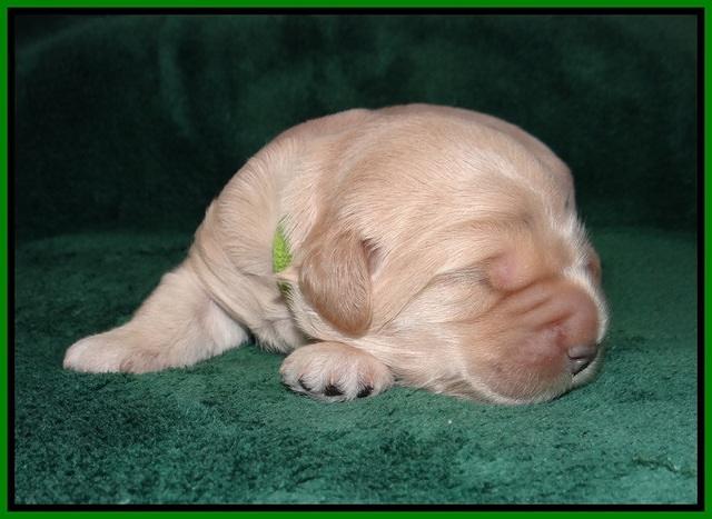 Ivory Harbins pups 1 wk old 81