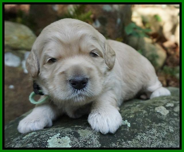 Ivory Harbins pups 2 wks old 81