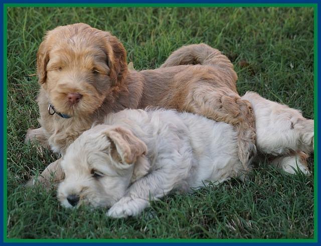 Ivory Harbins pups 5 weeks old 101