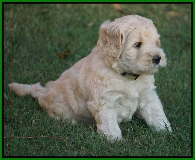 Ivory Harbins pups 5 weeks old 311