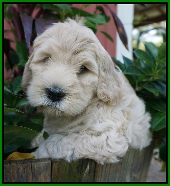 Ivory Harbins pups 6 wks old 131