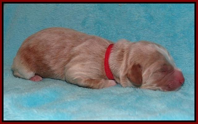 Ivory Harbins newborn 121