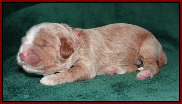 Ivory Harbins pups 1 wk old 91