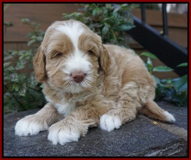 Ivory Harbins pups 4 wks old 151