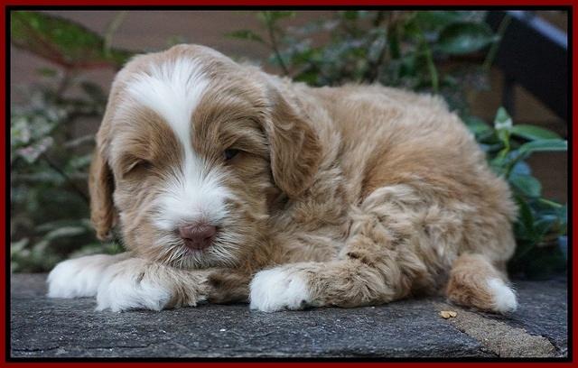 Ivory Harbins pups 4 wks old 161