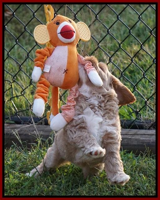 Ivory Harbins pups 6 wks old 15100