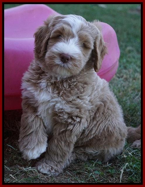 Ivory Harbins pups 7 weeks old 131