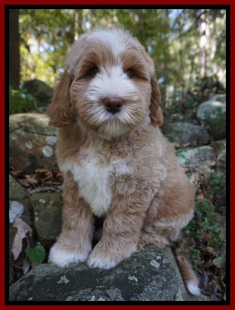 Ivory Harbins pups 8 wks old 141
