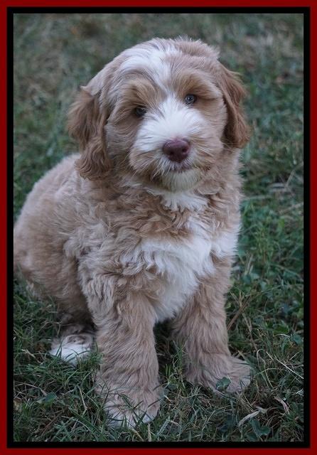 Ivory Harbins pups 8 wks old 181