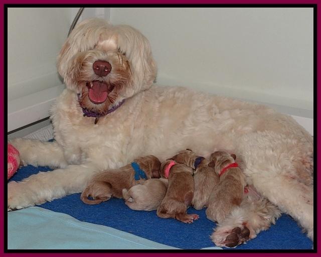 Ivory Harbins newborn 11