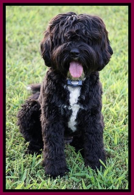 Star Dust 11 2 2015 677