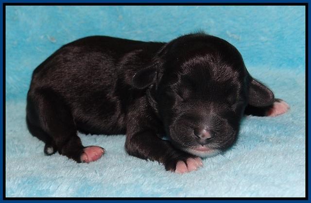 Jetta Texas Newborn pups 14