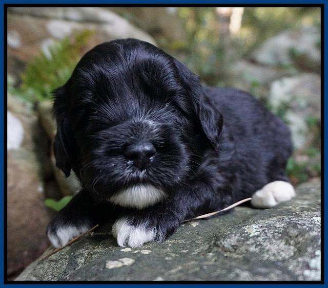 Jetta Texas pups 3 wks old 11