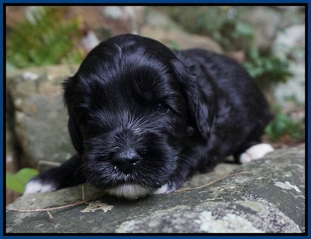 Jetta Texas pups 3 wks old 21