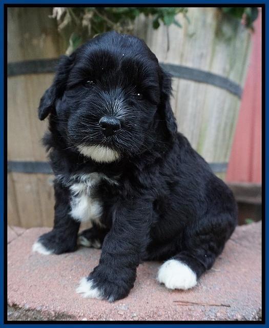 Jetta Texas pups 4 wks old 11