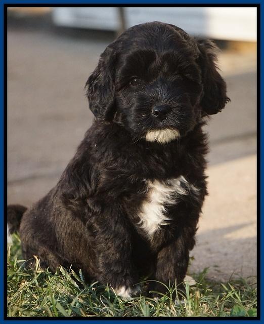 Jetta Texas pups 4100