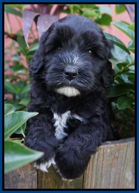 Jetta Texas pups 5 wks old 31
