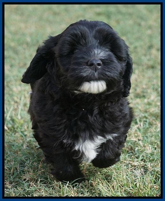 Jetta Texas pups 6 wks old 31