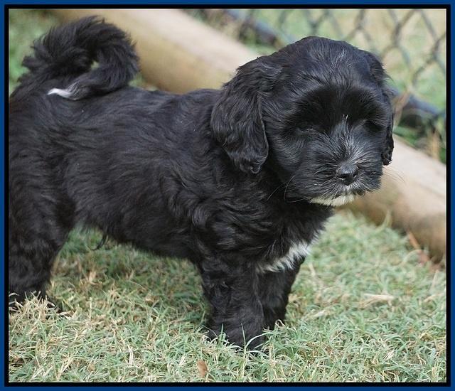 Jetta Texas pups 6 wks old 41