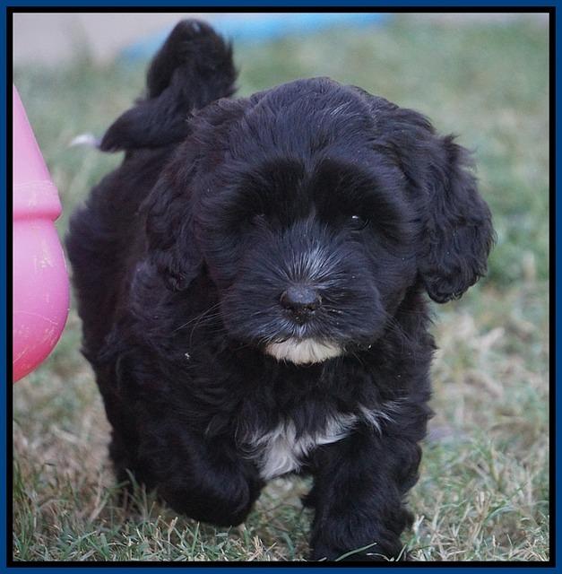 Jetta Texas pups 6 wks old 7100