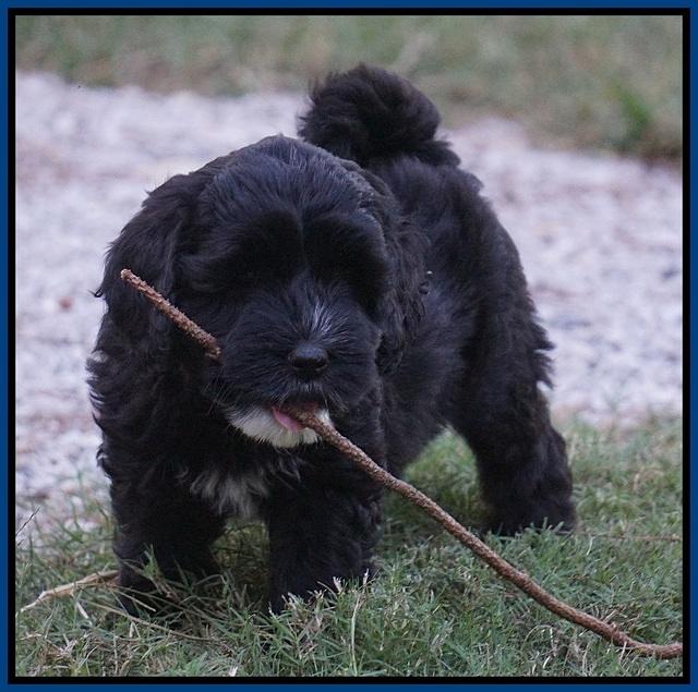 Jetta Texas pups 7 wks old 51