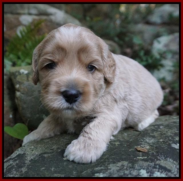 Jetta Texas pups 3 wks old 41