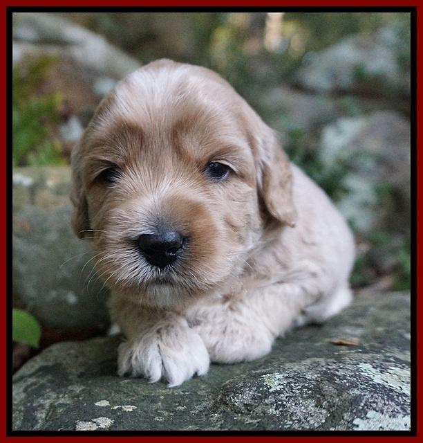 Jetta Texas pups 3 wks old 51