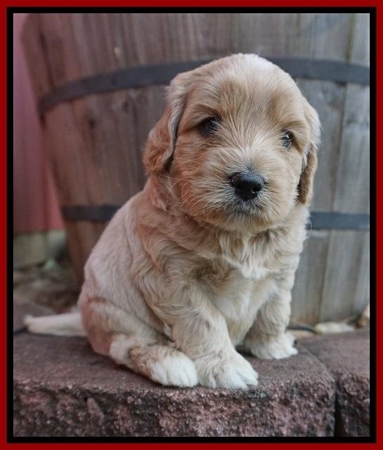 Jetta Texas pups 4 wks old 61